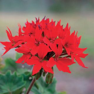 Quantum Red Geranium Thumbnail